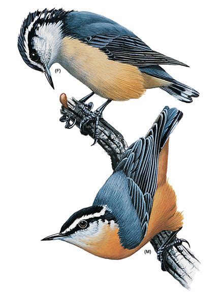 Red-Breasted Nuthatch | National Geographic | Birds painting, Bird drawings, Bird artwork