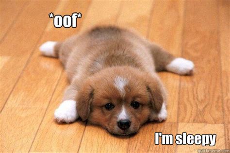 me after leg day - tired puppy - quickmeme