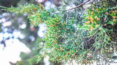 The 5 Best Cedar Fever Remedies for Allergy Relief • LA Longevity