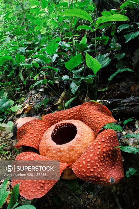 Rafflesia (Rafflesia tuan-mudae) flower, Padawan, Gunung Braang, Sarawak, Borneo, Malaysia ...