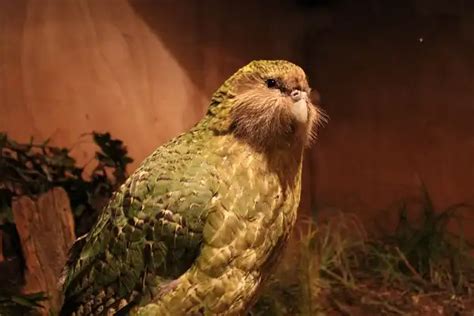 Kakapo - Facts, Size, Diet, Pictures - All Animal Facts