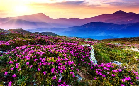 Valley Of Flowers Hd Wallpapers | Zoom Wallpapers