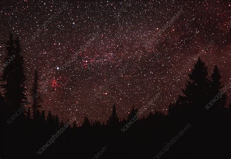 Cygnus constellation - Stock Image - R550/0409 - Science Photo Library