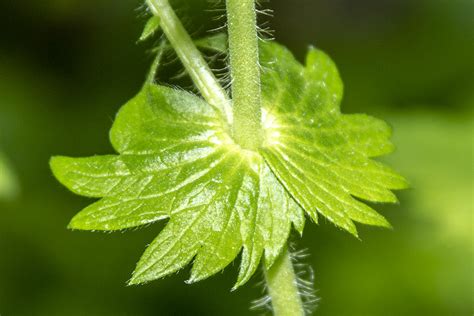 Minnesota Seasons - common agrimony