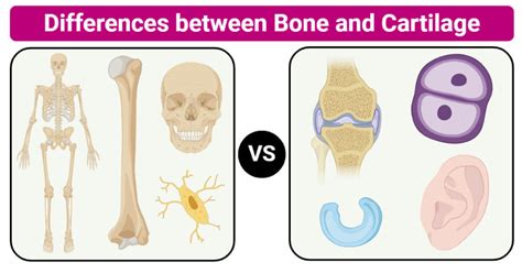 Bone vs. Cartilage: 15 Major Differences, Examples