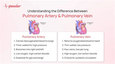 Difference Between Pulmonary Artery and Pulmonary Vein