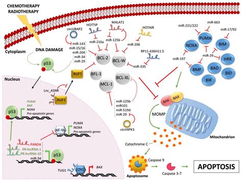 Regulation of BCL-2 family members by ncRNAs. Chemotherapy and/or ...