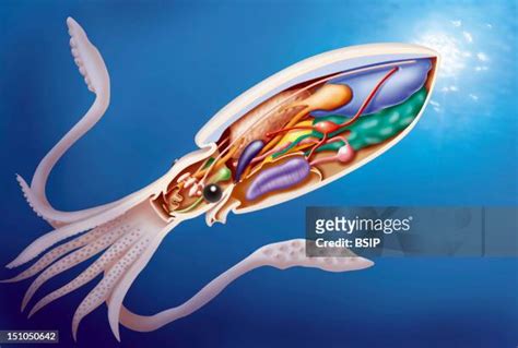 Squid Anatomy Photos and Premium High Res Pictures - Getty Images