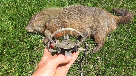 How To Trap A Groundhog Youtube / A Groundhog Stew - Watch how to trap catch rid remove and ...