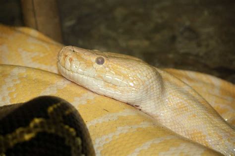 Types of Snakes: Pythonidae - Learn About Nature