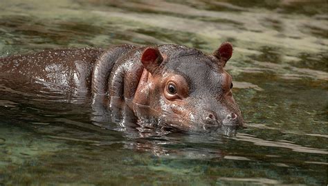 Beautiful Baby Hippo | San Diego Zoo Wildlife Explorers