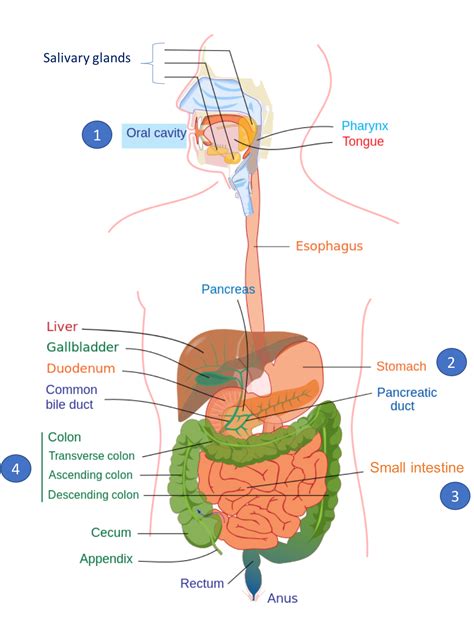 Digestion Of Carbohydrates Diagram