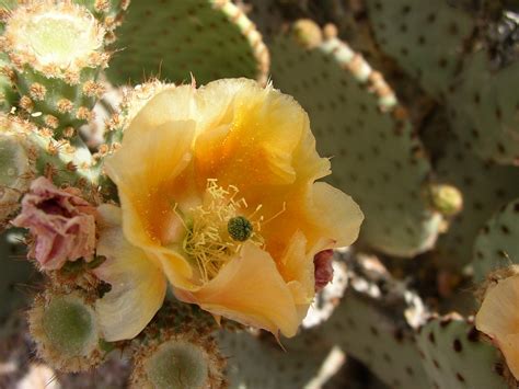 Beavertail cactus flower | Opuntia basilaris | Amy Kilroy | Flickr