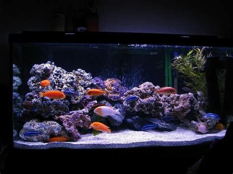 Photo #2 - Latest Setup, Added More Rocks, Stronger Powerhea...