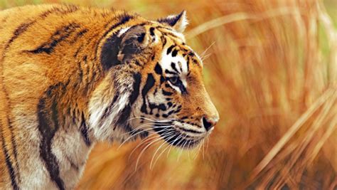 Bengal tiger | 4K UHD 3840x2160 desktop wallpapers, HD 1920x1080 ...