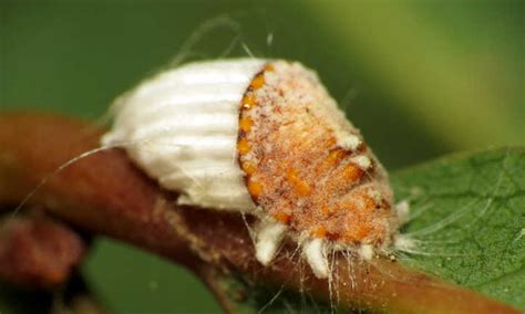 Scale Insects: How to Kill, Control, and Prevent These Pests - Epic Gardening