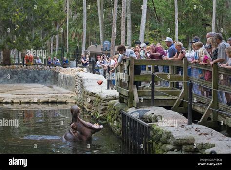 Homosassa Springs Wildlife Park Homosassa Florida Stock Photo - Alamy