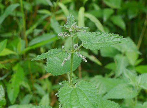 Stinging nettle | Identify that Plant