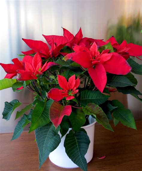 Why is my poinsettia dropping leaves? 4 reasons | Homes & Gardens