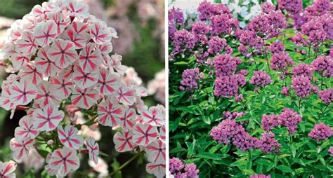 Phlox Paniculata: Varieties, Photos, Care And Propagation - Best ...