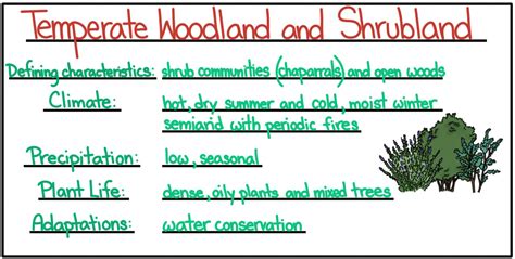 Temperate Woodland And Shrubland Biome