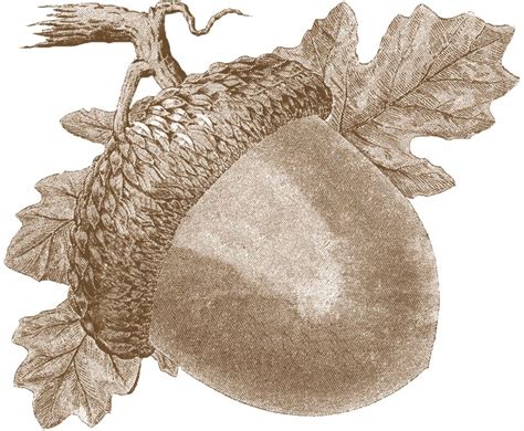 Vintage Acorn Images Fall. This comes in black also. Clip Art Vintage, Vintage Images, Vintage ...