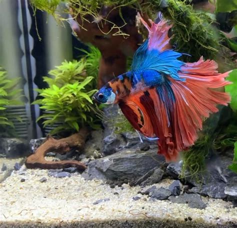 How Often to Feed a Betta Fish? (Feeding Schedule Example)