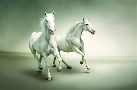 Two white horses running HD wallpaper | Wallpaper Flare