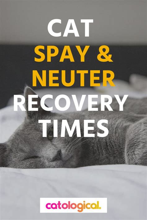 Cat Spaying And Neutering Recovery Timelines And What To Expect | Cat care tips, Cat care, Spay