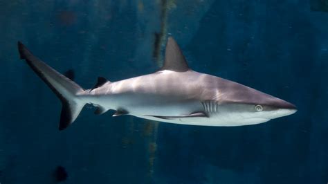 Grey Reef Shark Teeth