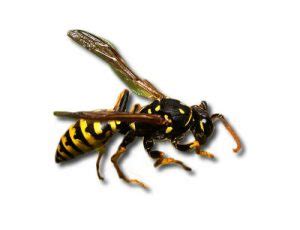 British Wasp Species in UK | Fantastic Pest Control