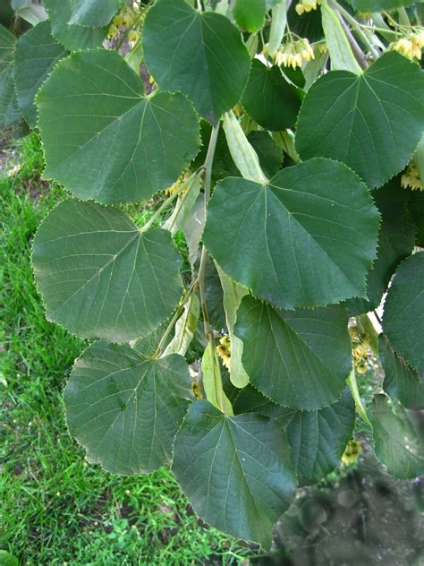 Tilia americana - American Basswood leaves | Virens (Latin for greening ...