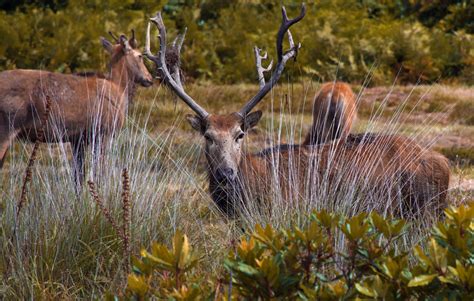 Margam Park deer : r/Wales