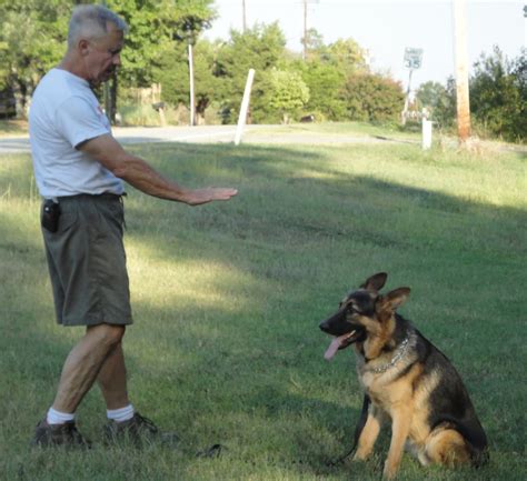 German Shepherd Training: The Best Ways to Teach a German Shepherd to Sit