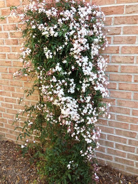 Jasmine | Jasmine plant, Outdoor gardens, Plants