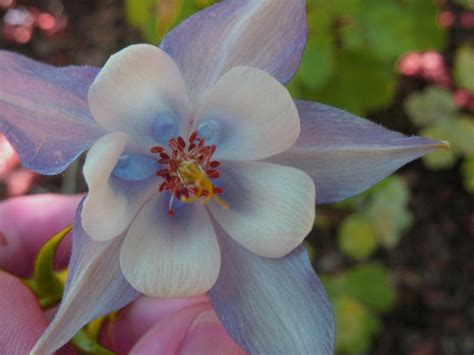 Minnesota Wildflowers: Image Gallery - Owlcation