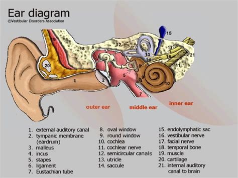 Anatomy and physiology of the ear