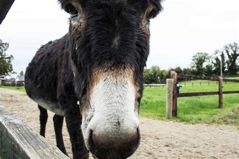 Donkey Sanctuary Ireland // Don't Miss This Spot in County Cork!