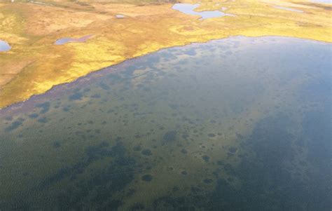 Photo of a lake on the Yamal Peninsula showing numerous craters from ...