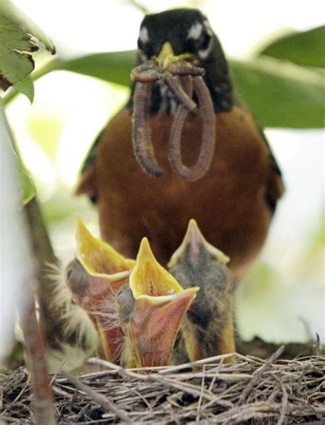 Snapshots | Pet birds, Backyard birds, Bird