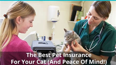 Cat Insurance: The Best Pet Insurance for Cats (with Reviews & Ratings)