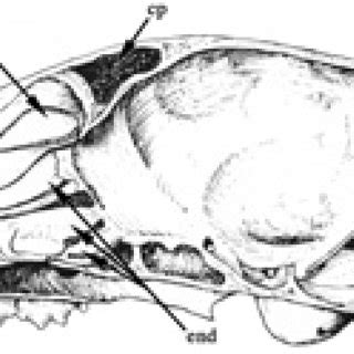 (PDF) Comparative anatomy of the frontal sinuses in the primitive sabre-toothed felid ...