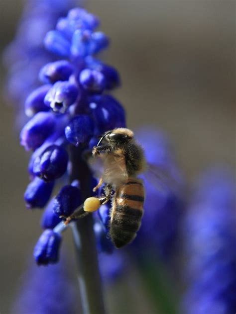 Honey bee with pollen baskets full | Bee, Honey bee, Pollen