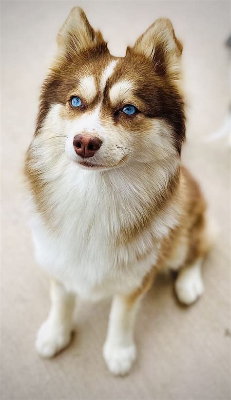 How Much Do Pomsky Shed