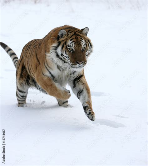 Siberian Tiger Running in Snow Stock Photo | Adobe Stock