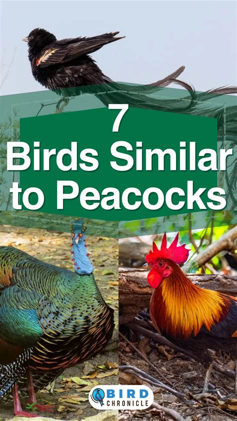 7 Birds Similar to Peacocks (with Pictures)