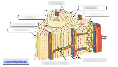 bone matrix Diagram | Quizlet