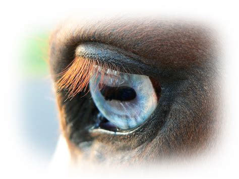 Free Images : nature, photography, view, animal, horse, paint, blue, ear, mouth, eyelash ...