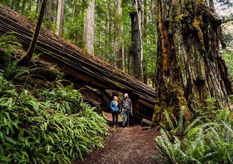 10 Best Hikes in the Redwoods - The Tallest Living Things to EVER Exist! - Uprooted Traveler