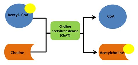 Acetylcholine: How and Why to Optimize the Synthesis of this Vital ...